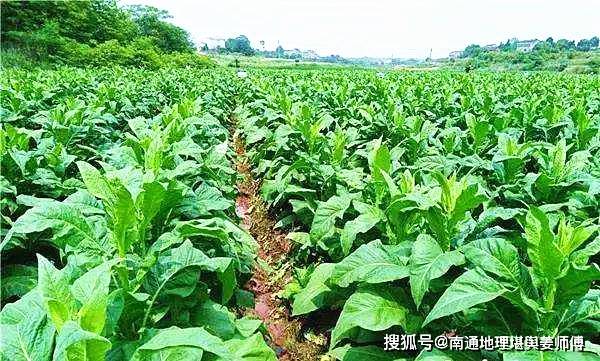 风水师看风水,动物验证法在风水中有特殊的运用？ 2024-05-15 古代从事风水勘察之贤达高人，往往为什么高人一等呢？原来在于其对易经风水深层次的领悟，在于对“天人合一”和“自然易道”的灵活理解和运用，甚至说为了验证一块地是吉地、或凶地？动用了很多考证方法，其中“动物验证法”就是较为实用的风水检测法，仍被沿用至今。鉴于此，在风水资料中所发现的、罗列了几种方法：一是，